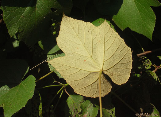 image of Vitis labrusca, Fox Grape