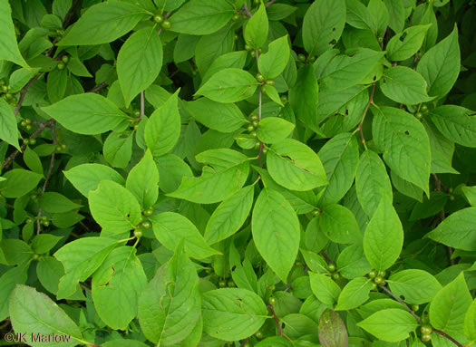 image of Ilex montana, Mountain Holly, Mountain Winterberry