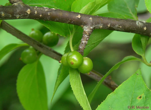 image of Ilex montana, Mountain Holly, Mountain Winterberry