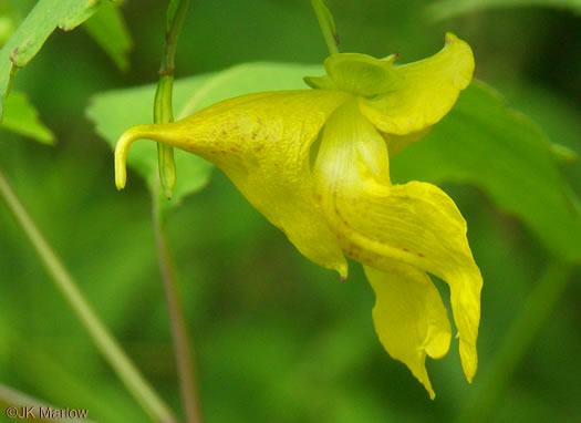 image of Impatiens pallida, Pale Jewelweed, Pale Touch-me-not, Yellow Jewelweed, Yellow Touch-me-not