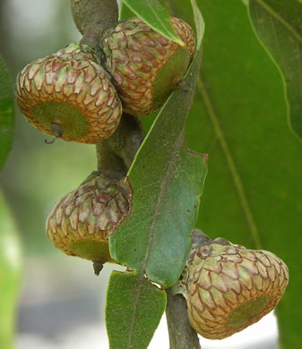 image of Quercus imbricaria, Shingle Oak