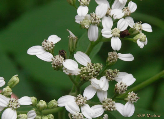 image of Verbesina virginica var. virginica, White Crownbeard, Common Frostweed, White Wingstem, Virginia Wingstem