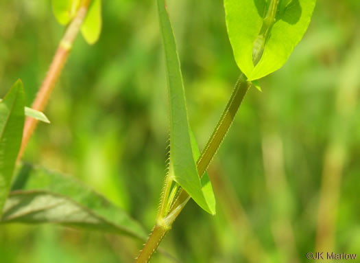 image of Persicaria sagittata, Arrowleaf Tearthumb, Arrowvine, Scratch-grass