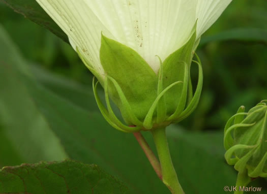 image of Hibiscus moscheutos, Swamp Rosemallow, Eastern Rosemallow, Wild Cotton