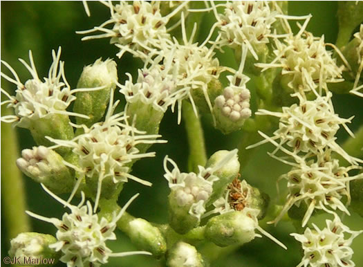 image of Eupatorium perfoliatum, Boneset