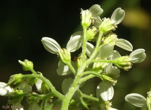 image of Verbesina virginica var. virginica, White Crownbeard, Common Frostweed, White Wingstem, Virginia Wingstem