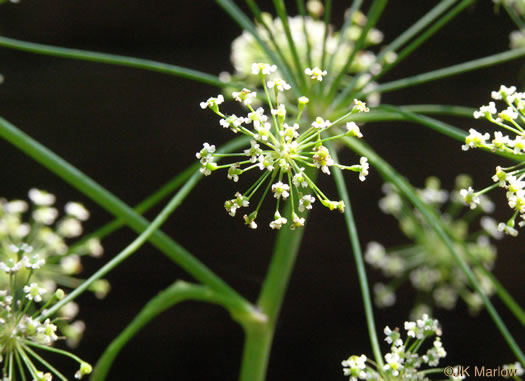 image of Oxypolis rigidior, Cowbane, Pig-potato, Stiff Cowbane