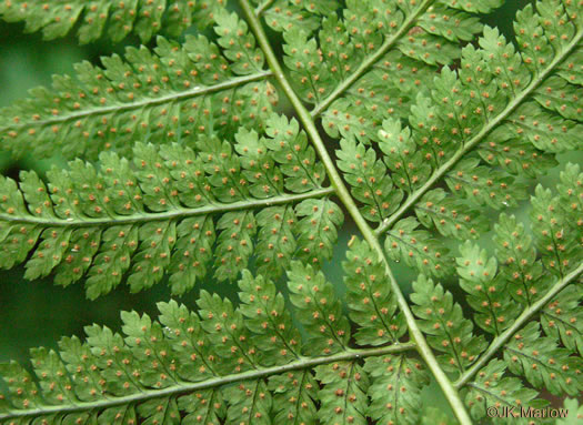 image of Dryopteris intermedia, Evergreen Woodfern, Fancy Fern, Intermediate Woodfern