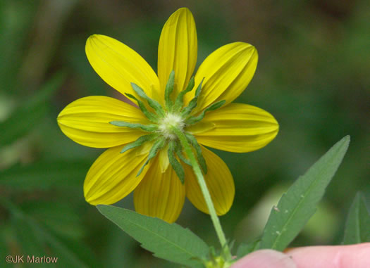 image of Bidens polylepis, Ditch Daisy, Bearded Beggarticks, Midwestern Tickseed-sunflower, Tickseed Sunflower