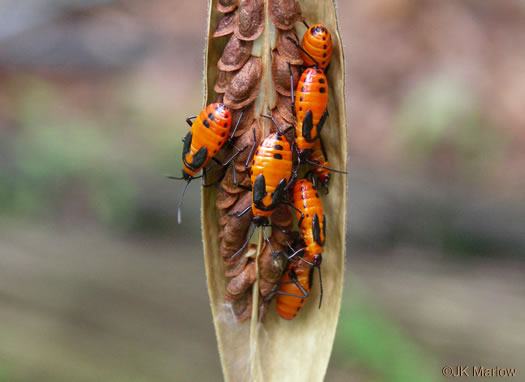 image of Asclepias tuberosa var. tuberosa, Butterfly Milkweed, Eastern Butterflyweed, Pleurisy Root, Wind Root