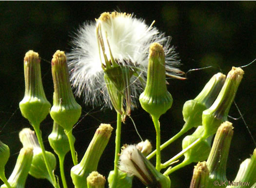 image of Erechtites hieraciifolius, Fireweed, American Burnweed, Pilewort