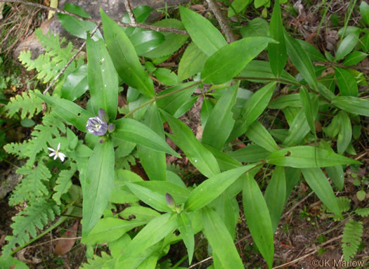 image of Gentiana decora, Appalachian Gentian, Showy Gentian