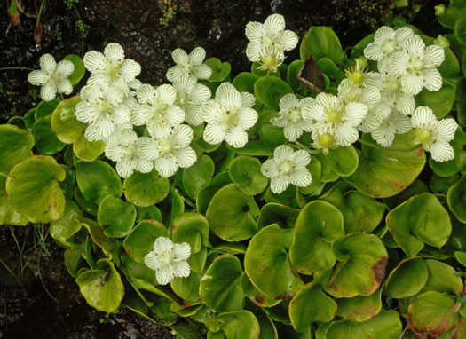 image of Parnassia asarifolia, Kidneyleaf Grass-of-Parnassus, Appalachian Grass-of-Parnassus, Brook Parnassia, Appalachian Parnassia