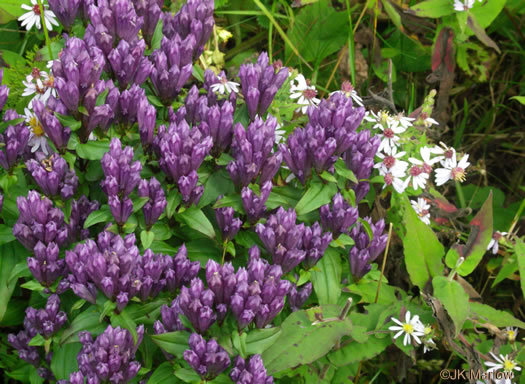 image of Gentianella quinquefolia, Stiff Gentian, Appalachian Gentianella, Fivefinger Gentian, Eastern Agueweed