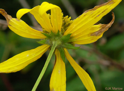 image of Rudbeckia laciniata var. laciniata, Greenheaded Coneflower, Common Cutleaf Coneflower