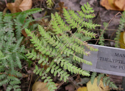 image of Thelypteris palustris var. pubescens, Marsh Fern