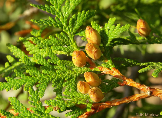 image of Thuja occidentalis, American Arborvitae, Northern White Cedar, Flat Cedar, Eastern Arborvitae