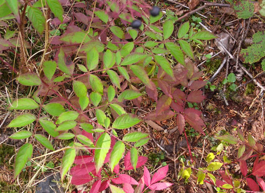 image of Aralia hispida, Bristly Sarsaparilla