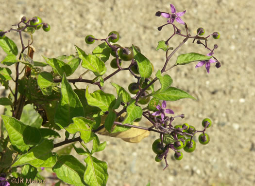 image of Solanum dulcamara, Bittersweet Nightshade, Deadly Nightshade, Climbing Nightshade