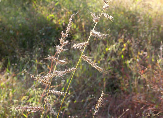 image of Echinochloa muricata var. muricata, Rough Barnyard-grass