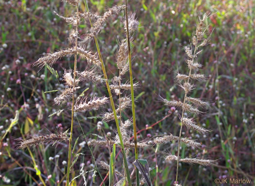 image of Echinochloa muricata var. muricata, Rough Barnyard-grass