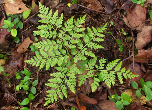 image of Botrypus virginianus, Rattlesnake Fern, Sang-find