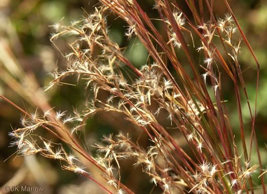 image of Schizachyrium scoparium var. scoparium, Common Little Bluestem