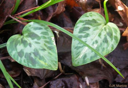 image of Trillium lancifolium, Lanceleaf Trillium, Narrowleaf Trillium