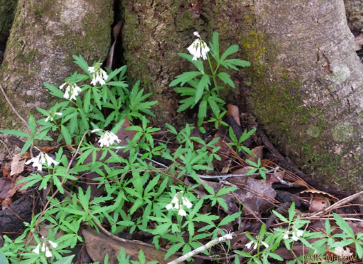 image of Cardamine concatenata, Cutleaf Toothwort