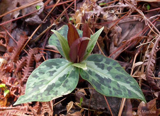 image of Trillium underwoodii, Underwood's Trillium