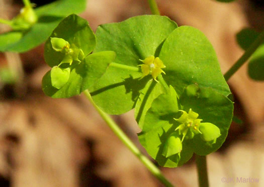 image of Euphorbia commutata, Woodland Spurge, Tinted Spurge, Wood Spurge