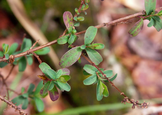 image of Hypericum apocynifolium, early St. Johnswort