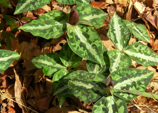 image of Trillium decipiens, Chattahoochee Trillium, Deceptive Trillium