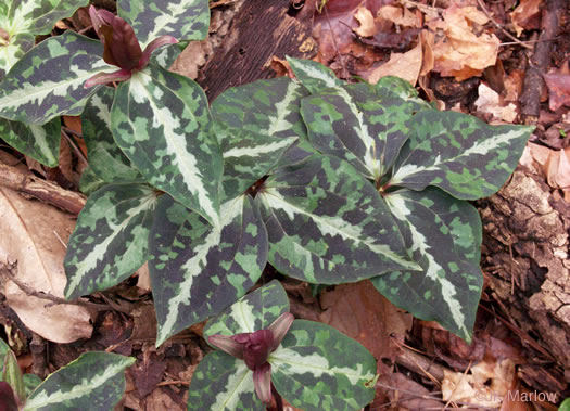 image of Trillium decipiens, Chattahoochee Trillium, Deceptive Trillium