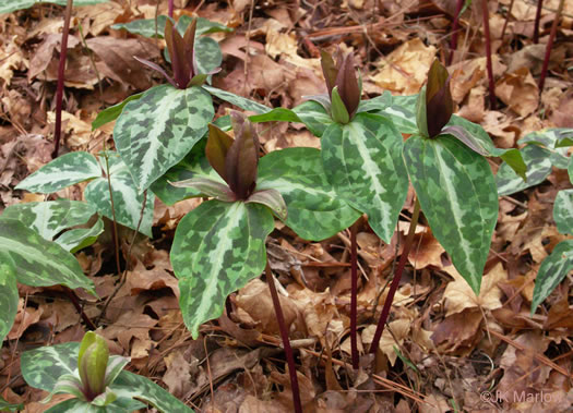 image of Trillium decipiens, Chattahoochee Trillium, Deceptive Trillium