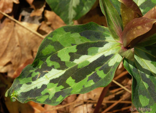 image of Trillium decipiens, Chattahoochee Trillium, Deceptive Trillium