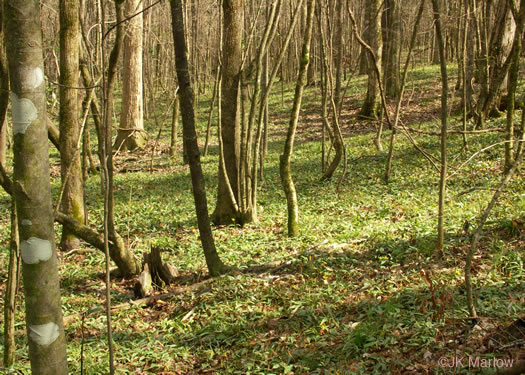 image of Erythronium umbilicatum ssp. umbilicatum, Dimpled Trout Lily, Dogtooth Violet