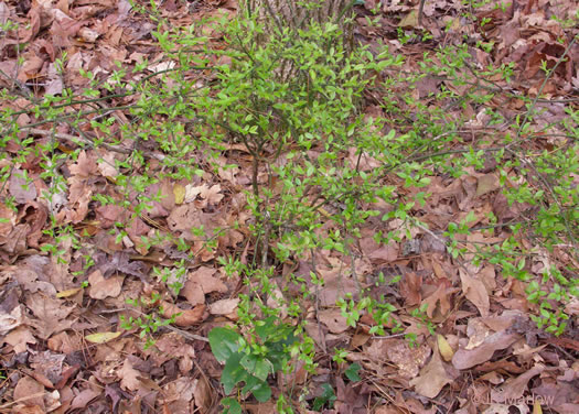 image of Vaccinium elliottii, Mayberry, Elliott's Blueberry