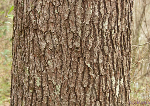 image of Pinus glabra, Spruce Pine, Walter's Pine