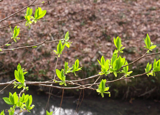 image of Dirca palustris, Eastern Leatherwood, Leatherbark, Wicopee, Rope-bark