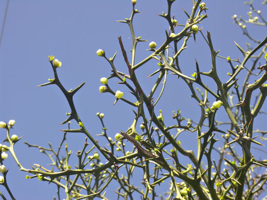 image of Citrus trifoliata, Trifoliate Orange, Hardy Orange