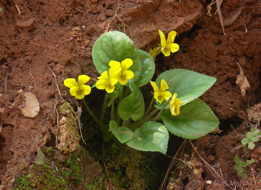 image of Viola rotundifolia, Roundleaf Yellow Violet, Early Yellow Violet