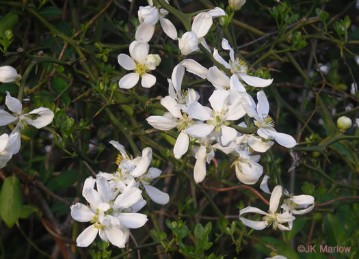 image of Citrus trifoliata, Trifoliate Orange, Hardy Orange