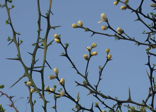 image of Citrus trifoliata, Trifoliate Orange, Hardy Orange