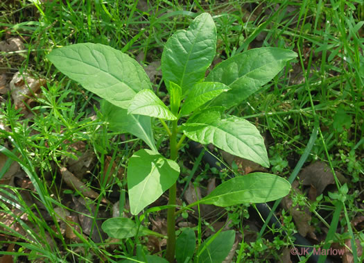 image of Phytolacca americana, Common Pokeweed, Poke