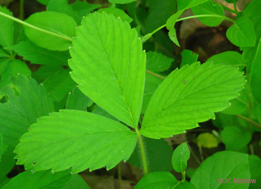 image of Fragaria virginiana, Wild Strawberry