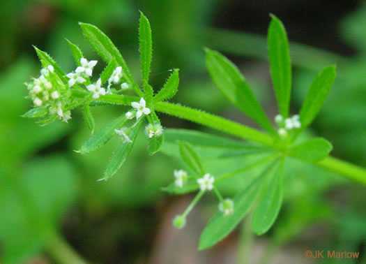 image of Galium aparine, Cleavers, Bedstraw