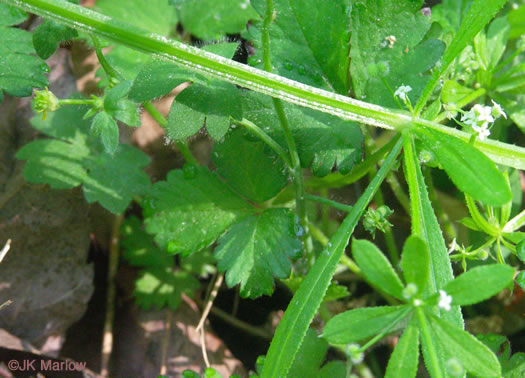 image of Galium aparine, Cleavers, Bedstraw