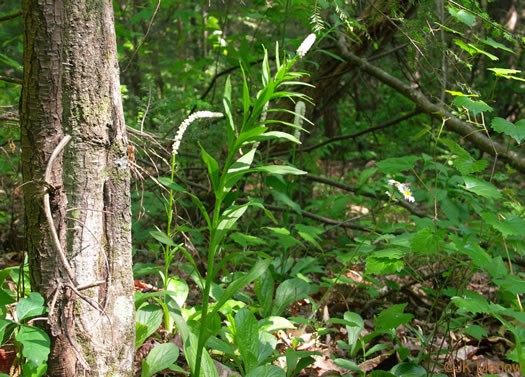 image of Chamaelirium luteum, Fairywand, Devil's Bit