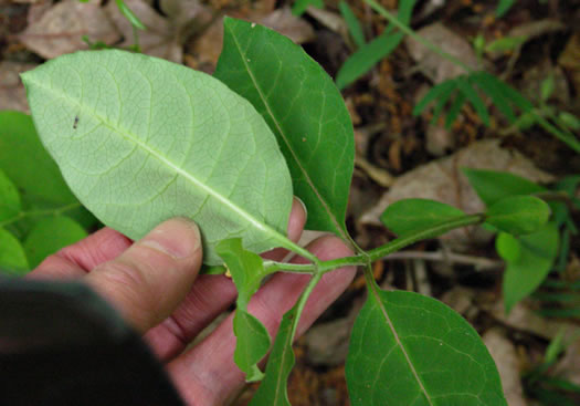 image of Asclepias variegata, White Milkweed, Redring Milkweed, Variegated Milkweed